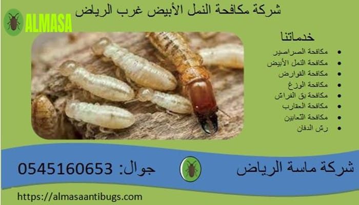 شركة مكافحة النمل الأبيض غرب الرياض 0545160653