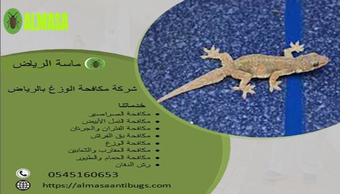 شركة مكافحة الوزغ بالرياض| 0545160653