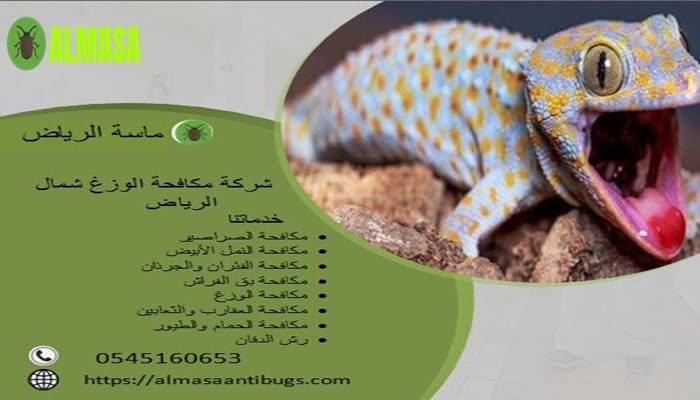 شركة مكافحة الوزغ بشمال الرياض| 0545160653