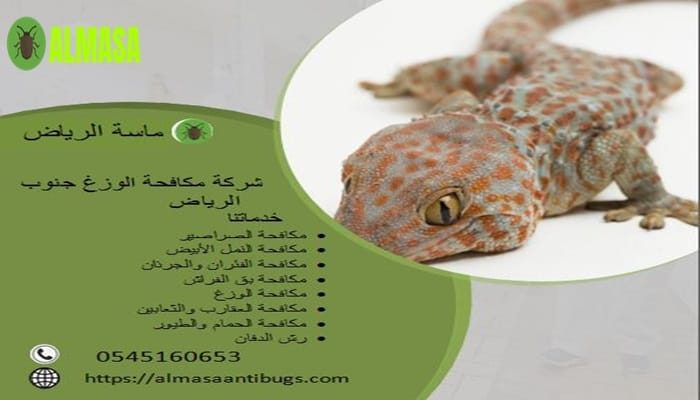 شركة مكافحة الوزغ جنوب الرياض 0545160653