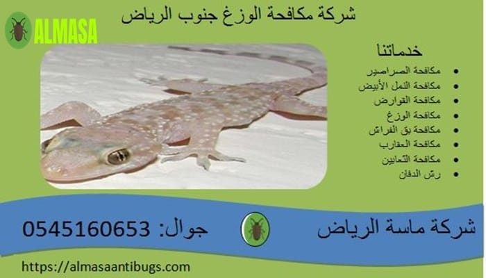 شركة مكافحة الوزغ جنوب الرياض 0545160653