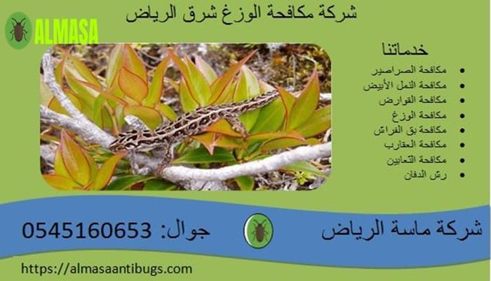 شركة مكافحة الوزغ شرق الرياض 0545160653