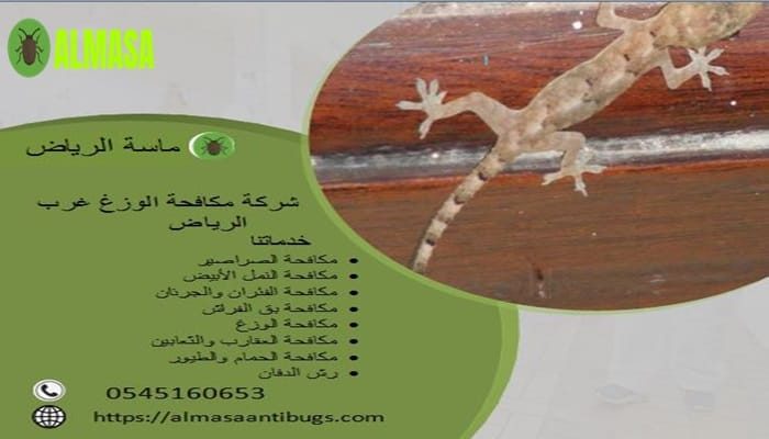 شركة مكافحة الوزغ غرب الرياض 0545160653
