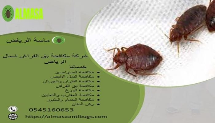 شركة مكافحة بق الفراش بشمال الرياض| 0545160653 شركة مكافحة بق الفراش بشمال الرياض| 0545160653