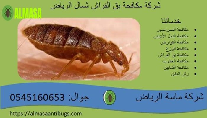 شركة مكافحة بق الفراش بشمال الرياض| 0545160653 شركة مكافحة بق الفراش بشمال الرياض| 0545160653