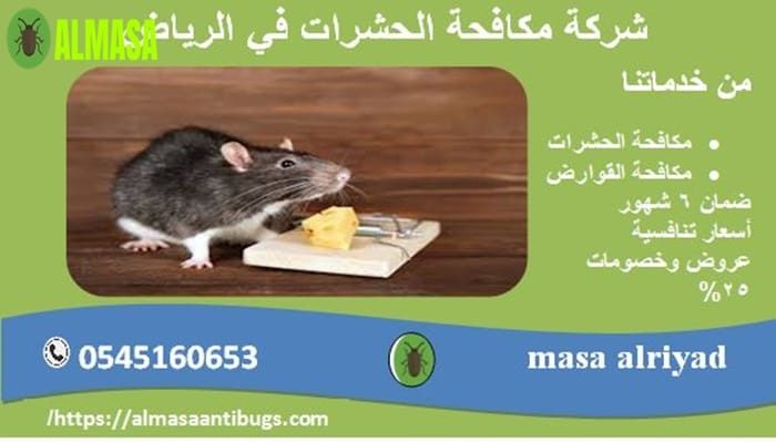 شركة مكافحة الحشرات في الرياض