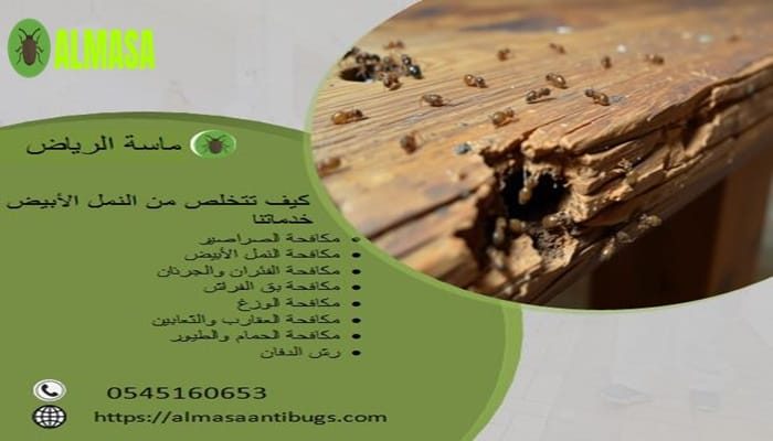 كيف تتخلص من النمل الأبيض(الأرضة) فى المنزل؟