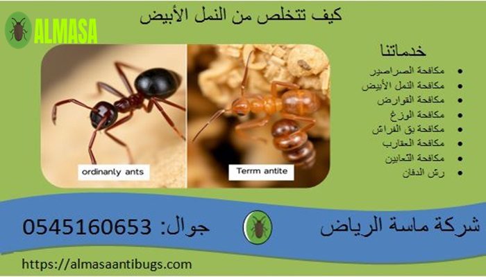 كيف تتخلص من النمل الأبيض(الأرضة) فى المنزل؟
