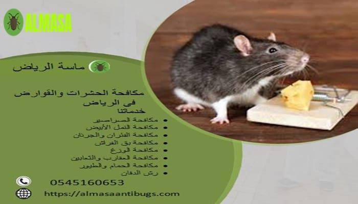 مكافحة الحشرات والقوارض| 0545160653 مكافحة الحشرات والقوارض| 0545160653
